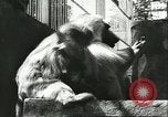 Standbild monkey Kindergarten Russland, 1956, aus Sekunde 15 historischem Filmmaterial Videoclip 65675064617