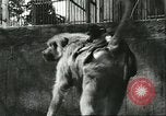 Standbild monkey Kindergarten Russland, 1956, aus Sekunde 23 historischem Filmmaterial Videoclip 65675064617