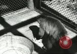 Standbild monkey Kindergarten Russland, 1956, aus Sekunde 27 historischem Filmmaterial Videoclip 65675064617