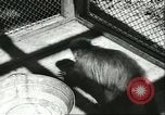 Standbild monkey Kindergarten Russland, 1956, aus Sekunde 28 historischem Filmmaterial Videoclip 65675064617