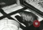 Standbild monkey Kindergarten Russland, 1956, aus Sekunde 29 historischem Filmmaterial Videoclip 65675064617