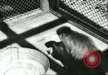 Standbild monkey Kindergarten Russland, 1956, aus Sekunde 30 historischem Filmmaterial Videoclip 65675064617