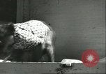 Standbild monkey Kindergarten Russland, 1956, aus Sekunde 33 historischem Filmmaterial Videoclip 65675064617