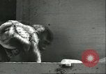 Standbild monkey Kindergarten Russland, 1956, aus Sekunde 34 historischem Filmmaterial Videoclip 65675064617