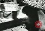 Standbild monkey Kindergarten Russland, 1956, aus Sekunde 35 historischem Filmmaterial Videoclip 65675064617