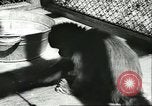 Standbild monkey Kindergarten Russland, 1956, aus Sekunde 36 historischem Filmmaterial Videoclip 65675064617