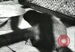 Standbild monkey Kindergarten Russland, 1956, aus Sekunde 37 historischem Filmmaterial Videoclip 65675064617