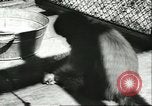 Standbild monkey Kindergarten Russland, 1956, aus Sekunde 38 historischem Filmmaterial Videoclip 65675064617
