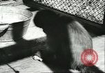Standbild monkey Kindergarten Russland, 1956, aus Sekunde 39 historischem Filmmaterial Videoclip 65675064617