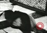 Standbild monkey Kindergarten Russland, 1956, aus Sekunde 40 historischem Filmmaterial Videoclip 65675064617