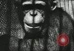 Standbild monkey Kindergarten Russland, 1956, aus Sekunde 41 historischem Filmmaterial Videoclip 65675064617