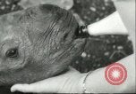 Standbild Brookfield Zoo Chicago Illinois USA, 1956, aus Sekunde 9 historischem Filmmaterial Videoclip 65675064622