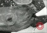 Standbild Brookfield Zoo Chicago Illinois USA, 1956, aus Sekunde 11 historischem Filmmaterial Videoclip 65675064622