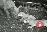 Standbild Brookfield Zoo Chicago Illinois USA, 1956, aus Sekunde 17 historischem Filmmaterial Videoclip 65675064622