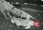 Standbild Brookfield Zoo Chicago Illinois USA, 1956, aus Sekunde 20 historischem Filmmaterial Videoclip 65675064622
