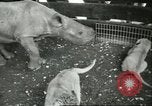 Standbild Brookfield Zoo Chicago Illinois USA, 1956, aus Sekunde 22 historischem Filmmaterial Videoclip 65675064622
