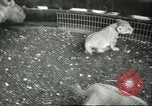 Standbild Brookfield Zoo Chicago Illinois USA, 1956, aus Sekunde 24 historischem Filmmaterial Videoclip 65675064622