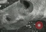 Standbild Brookfield Zoo Chicago Illinois USA, 1956, aus Sekunde 25 historischem Filmmaterial Videoclip 65675064622