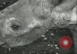 Standbild Brookfield Zoo Chicago Illinois USA, 1956, aus Sekunde 26 historischem Filmmaterial Videoclip 65675064622