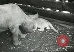 Standbild Brookfield Zoo Chicago Illinois USA, 1956, aus Sekunde 27 historischem Filmmaterial Videoclip 65675064622