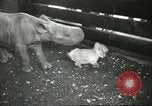 Standbild Brookfield Zoo Chicago Illinois USA, 1956, aus Sekunde 31 historischem Filmmaterial Videoclip 65675064622