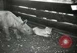Standbild Brookfield Zoo Chicago Illinois USA, 1956, aus Sekunde 32 historischem Filmmaterial Videoclip 65675064622