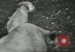 Standbild Brookfield Zoo Chicago Illinois USA, 1956, aus Sekunde 33 historischem Filmmaterial Videoclip 65675064622
