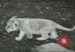 Standbild Brookfield Zoo Chicago Illinois USA, 1956, aus Sekunde 35 historischem Filmmaterial Videoclip 65675064622