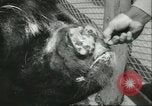 Standbild Brookfield Zoo Chicago Illinois USA, 1956, aus Sekunde 43 historischem Filmmaterial Videoclip 65675064622