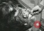 Standbild Brookfield Zoo Chicago Illinois USA, 1956, aus Sekunde 44 historischem Filmmaterial Videoclip 65675064622