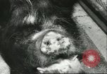 Standbild Brookfield Zoo Chicago Illinois USA, 1956, aus Sekunde 46 historischem Filmmaterial Videoclip 65675064622