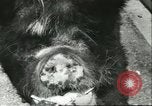 Standbild Brookfield Zoo Chicago Illinois USA, 1956, aus Sekunde 47 historischem Filmmaterial Videoclip 65675064622