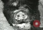 Standbild Brookfield Zoo Chicago Illinois USA, 1956, aus Sekunde 48 historischem Filmmaterial Videoclip 65675064622