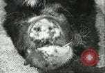 Standbild Brookfield Zoo Chicago Illinois USA, 1956, aus Sekunde 49 historischem Filmmaterial Videoclip 65675064622