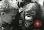 Standbild Brookfield Zoo Chicago Illinois USA, 1956, aus Sekunde 62 historischem Filmmaterial Videoclip 65675064622