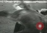 Standbild Teenager Rodeo Wettbewerb Oregon United States USA, 1956, aus Sekunde 55 historischem Filmmaterial Videoclip 65675064624
