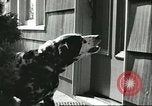 Image American Humane Association Seattle Washington USA, 1956, de la seconde 12 séquences d'archives historiques vidéo 65675064651