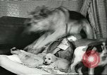 Image American Humane Association Seattle Washington USA, 1956, de la seconde 57 séquences d'archives historiques vidéo 65675064651