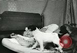 Image American Humane Association Seattle Washington USA, 1956, de la seconde 59 séquences d'archives historiques vidéo 65675064651