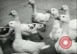 Image of Hungarians battle against Russians Budapest Hungary, 1956, second 47 stock footage video 65675064659