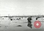 Image of European troops Egypt, 1956, second 11 stock footage video 65675064689