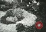 Immagine di International Flower Show New York United States USA, 1960, secondo 16 filmato di repertorio 65675064709