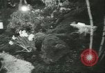 Immagine di International Flower Show New York United States USA, 1960, secondo 18 filmato di repertorio 65675064709