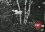 Immagine di International Flower Show New York United States USA, 1960, secondo 19 filmato di repertorio 65675064709