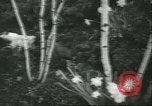 Immagine di International Flower Show New York United States USA, 1960, secondo 20 filmato di repertorio 65675064709