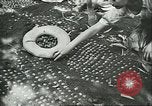 Image of Brazilian rubber tree farmers for Ford Brazil, 1942, second 10 stock footage video 65675064715