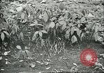 Image of Brazilian rubber tree farmers for Ford Brazil, 1942, second 57 stock footage video 65675064715
