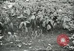 Image of Brazilian rubber tree farmers for Ford Brazil, 1942, second 58 stock footage video 65675064715