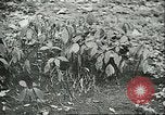 Image of Brazilian rubber tree farmers for Ford Brazil, 1942, second 59 stock footage video 65675064715