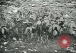 Image of Brazilian rubber tree farmers for Ford Brazil, 1942, second 60 stock footage video 65675064715